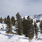 Yellowstone